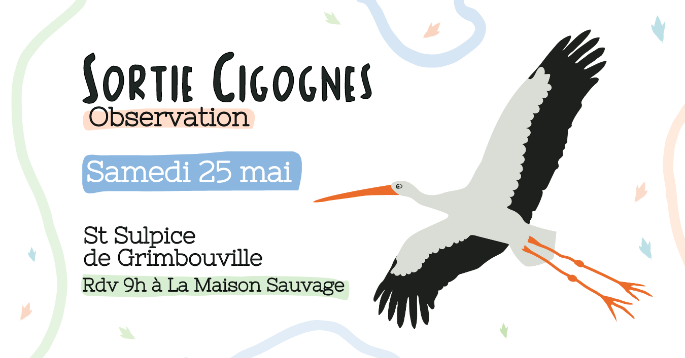 Sortie Cigogne